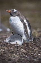 Gentoo Penguin (Pygoscelis papua) on nest with young