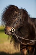 Mini Shetland pony