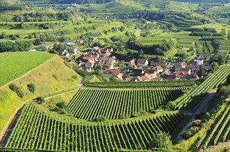 View of the vineyards and Oberbergen
