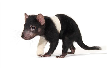 Tasmanian Devil (Sarcophilus harrisii)