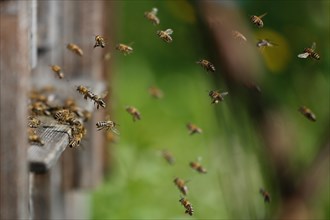 Honey Bees (Apis mellifera)