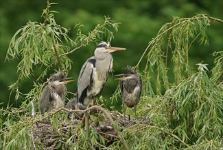Grey Heron (Ardea cinerea) with chicks at nest