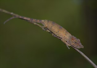 Big-nosed Chameleon or Leaf-nosed Chameleon (Calumma nasuta)