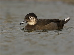 Long-tailed Duck or Oldsquaw (Clangula hyemalis)