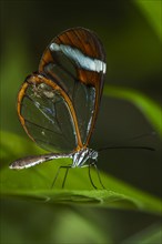 Glasswinged Butterfly (Greta oto)