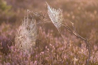 An orb-weaver spider web in heath