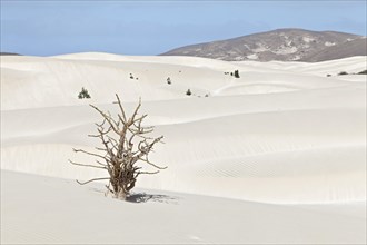 Dead tree in the sand dunes of the desert Deserto Viana