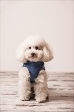 Toy poodle wearing a sweater