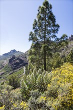 Gran Canaria Viper's Bugloss