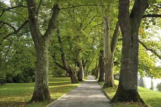 Avenue of oaks (Quercus) and sycamores (Platanus x hispanica)