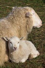 Domestic sheep (Ovis orientalis aries) and lamb