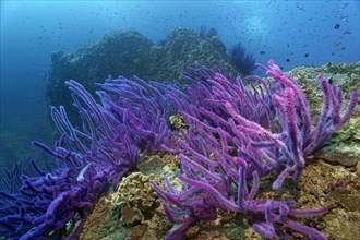 Red sea whips (Ellisella sp.) on a coral reef