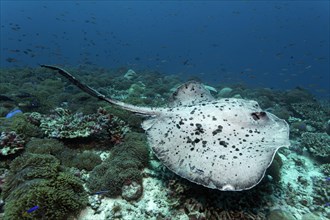 Round Ribbontail Ray (Taeniura meyeni) swimming over a coral reef with Magnificent Sea Anemone or Ritteri Anemone (Heteractis magnifica)