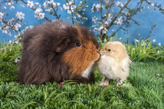 Swiss Teddy guinea pig and Brahma chick