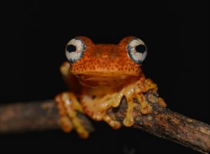 Boophis pyrrhus Madagascar frog