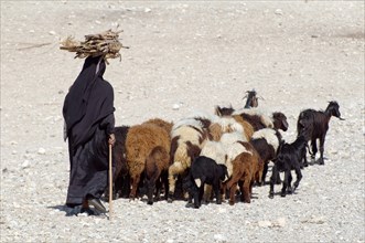 Bedouin woman with her goats