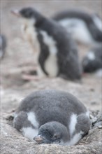 Gentoo Penguin (Pygoscelis papua) chick in the nest