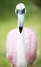 Pink flamingo garden ornament