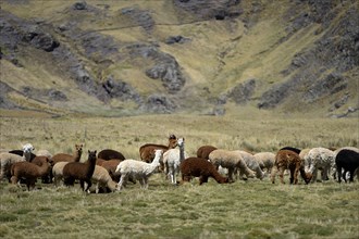 Llama herd on a high pasture in the Andes