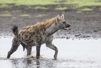Spotted Hyena (Crocuta crocuta) walking through water