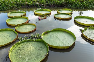 Giant Water Lilies (Victoria sp.)