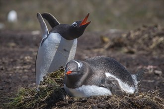 Gentoo penguins (Pygoscelis papua) breeding on the nest