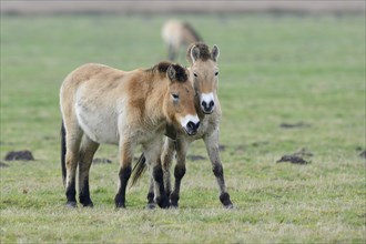 Przewalski's Horses (Equus ferus przewalskii)