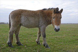 Przewalski's Horse (Equus ferus przewalskii)