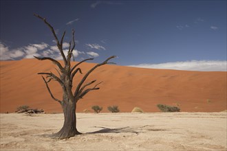 Dead tree in the Dead Vlei desert