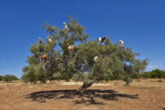 Goats feeding on argan nuts in an argan tree