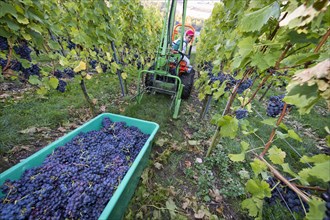 A small tractor is taking harvested grapes out of a vineyard