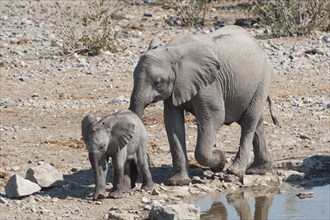 African Elephants (Loxodonta africana)