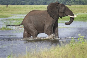 African Elephant (Loxodonta africana) crosses a watercourse