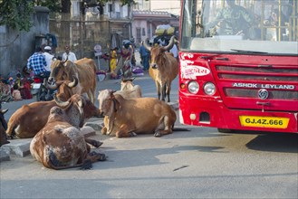 Cattle on the street blocking the traffic