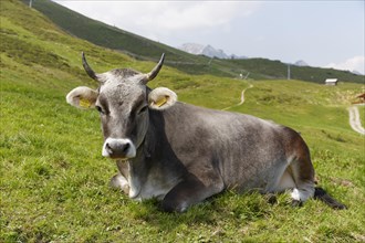 Cow lying in the pasture