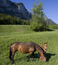 Mare and foal on a pasture