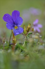 Heartsease or Wild Pansy (Viola tricolor)