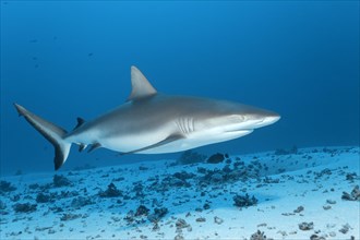 Grey Reef Shark (Carcharhinus amblyrhynchos) swimming above sandy sea floor