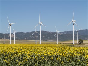 Cultivation of sunflowers (Helianthus annuus) and windmills on a wind farm near Tarifa