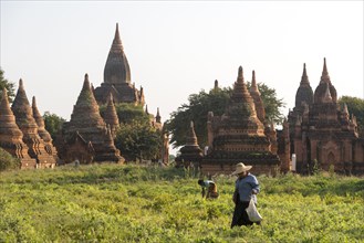 Woman farming in front of a temple complex