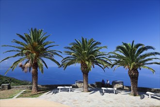 Palms with lookout point in Canari