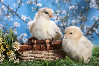 Domestic fowl chicks