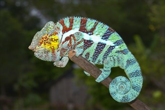 Panther Chameleon (Furcifer pardalis)