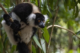 Black-and-white ruffed lemur (Varecia variegata) in tree