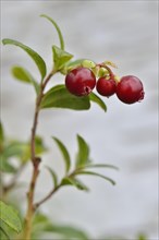 Lingonberries (Vaccinium vitis-idaea)