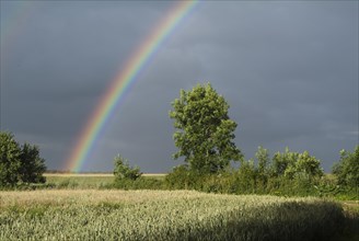 Rainbow over corn fields