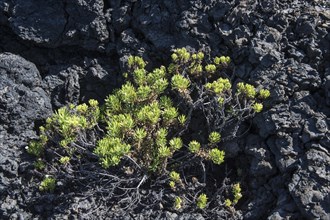 Vegetation growing on the lava rocks