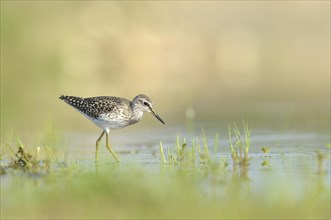 Wood Sandpiper (Tringa glareola) foraging in an old gravel pit