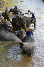 Mahouts bathing their Asian or Asiatic Elephants (Elephas maximus) in the Mae Tang River