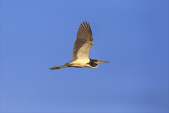 Tricoloured Heron (Egretta tricolor)